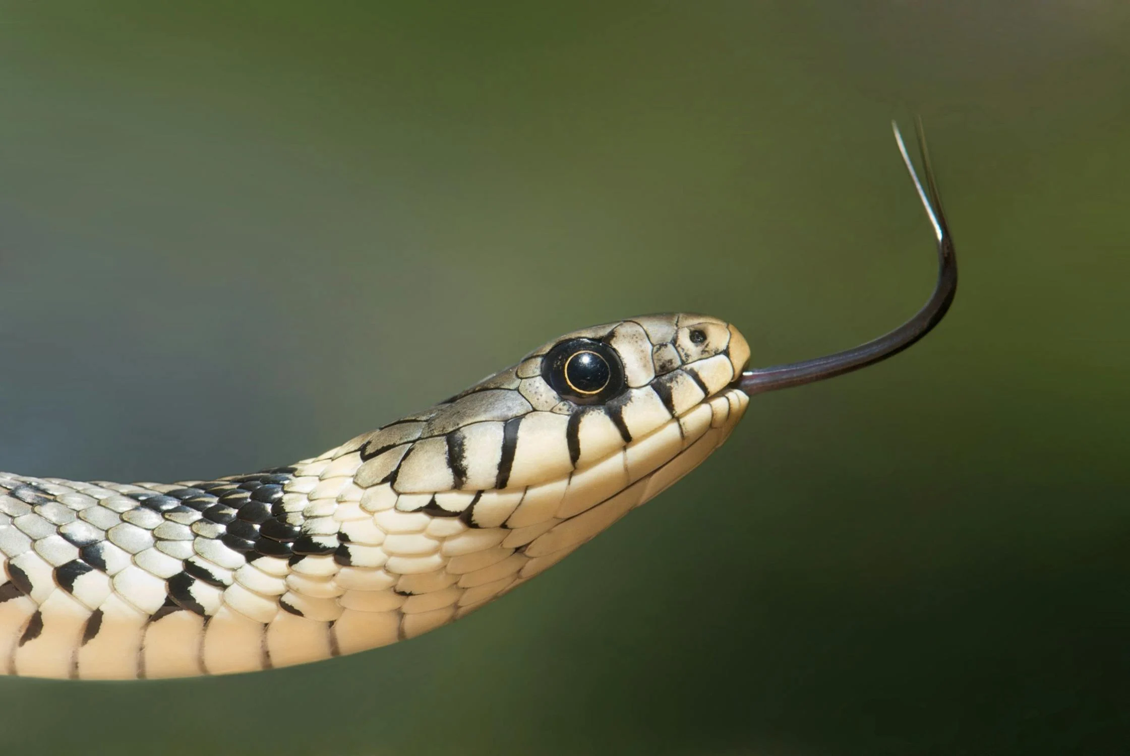 How did a snake talk in the Bible?